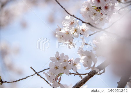 満開のソメイヨシノ 日本の桜 満開のソメイヨシノ 日本の桜 140951242