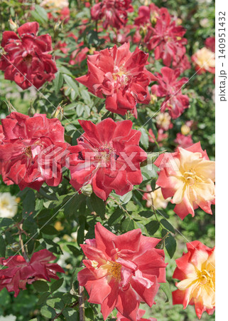 Multicolored flowers of garden rose Multicolored flowers of garden rose 140951432