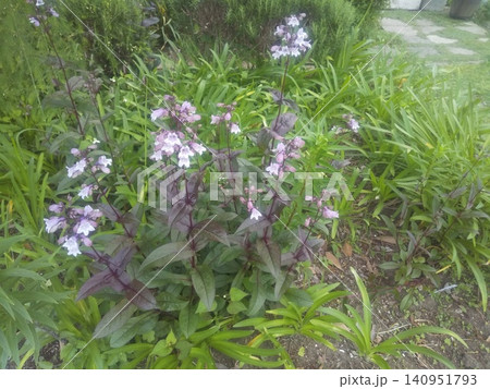 袋状の薄紫色の花はペンステモンの花 袋状の薄紫色の花はペンステモンの花 140951793