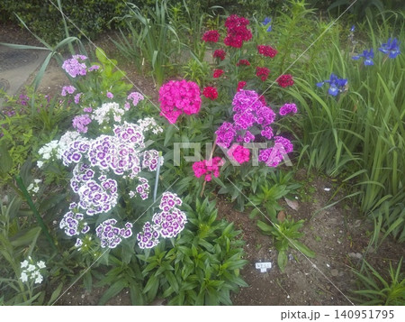 撫子の可愛い桃色の花とアヤメの青い花 140951795