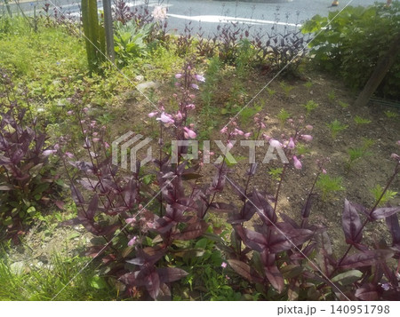 袋状の薄紫色の花はペンステモンの花 袋状の薄紫色の花はペンステモンの花 140951798