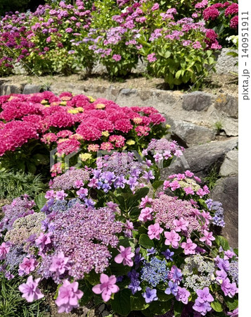 色鮮やかに咲き競う紫陽花〈形原温泉あじさいの里/愛知県蒲郡市〉 色鮮やかに咲き競う紫陽花〈形原温泉あじさいの里/愛知県蒲郡市〉 140951911