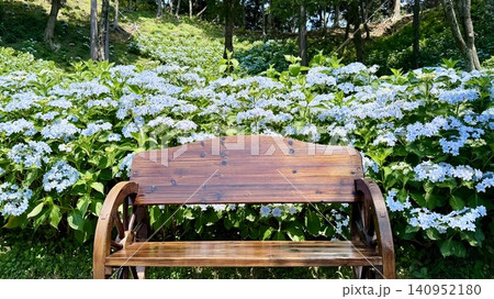 ベンチ背後に広がる新緑の丘一面に咲き誇る紫陽花〈可睡ゆりの園/静岡県袋井市〉 ベンチ背後に広がる新緑の丘一面に咲き誇る紫陽花〈可睡ゆりの園/静岡県袋井市〉 140952180