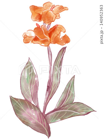 咲き誇るカンナの花の手描きの水彩イラスト 咲き誇るカンナの花の手描きの水彩イラスト 140952363