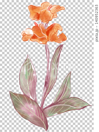 咲き誇るカンナの花の手描きの水彩イラスト 咲き誇るカンナの花の手描きの水彩イラスト 140952363