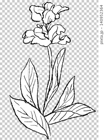 A hand-drawn line art illustration of blooming canna flowers. A hand-drawn line art illustration of blooming canna flowers. 140952364
