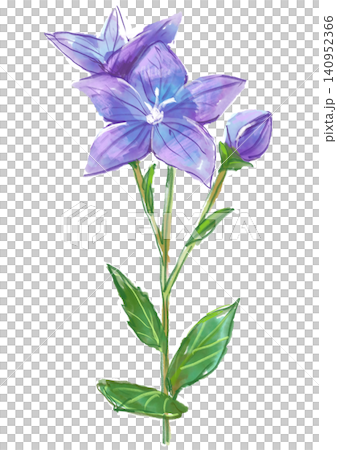 A hand-painted watercolor illustration of blooming bellflowers. A hand-painted watercolor illustration of blooming bellflowers. 140952366