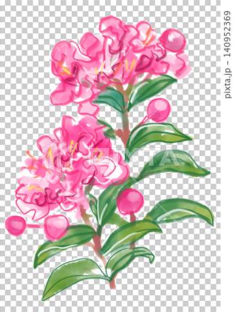 A hand-painted watercolor illustration of crape myrtle blossoms in full bloom. 140952369