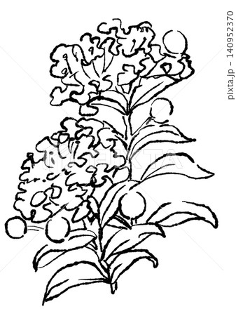 咲き誇るサルスベリの花の手描きの線画イラスト 咲き誇るサルスベリの花の手描きの線画イラスト 140952370