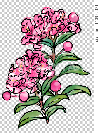 Hand-drawn line art and watercolor illustration of crape myrtle blossoms in full bloom 140952371