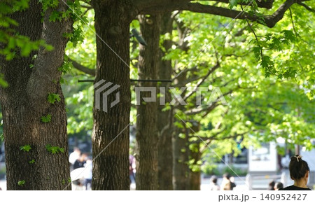 新緑の街路樹の街通り 新緑の街路樹の街通り 140952427