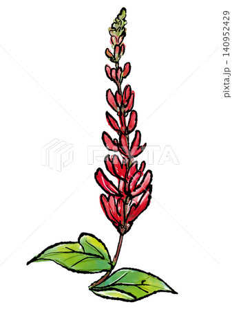 咲き誇るサンゴシトウの花の手描きの線画と水彩イラスト 咲き誇るサンゴシトウの花の手描きの線画と水彩イラスト 140952429