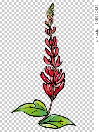 咲き誇るサンゴシトウの花の手描きの線画と水彩イラスト 咲き誇るサンゴシトウの花の手描きの線画と水彩イラスト 140952429