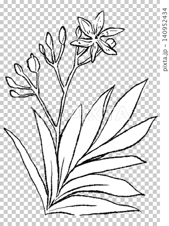 A hand-drawn line art illustration of blooming iris flowers. A hand-drawn line art illustration of blooming iris flowers. 140952434