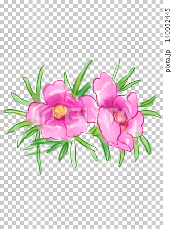 A hand-painted watercolor illustration of blooming portulaca flowers. A hand-painted watercolor illustration of blooming portulaca flowers. 140952445