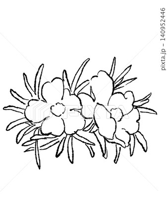 咲き誇るマツバボタンの花の手描きの線画イラスト 140952446