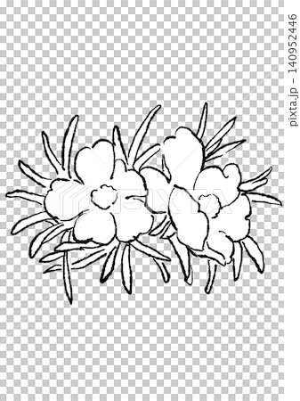 A hand-drawn line art illustration of blooming portulaca flowers. A hand-drawn line art illustration of blooming portulaca flowers. 140952446