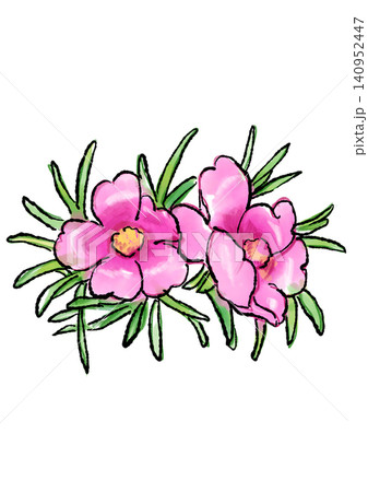 咲き誇るマツバボタンの花の手描きの線画と水彩イラスト 咲き誇るマツバボタンの花の手描きの線画と水彩イラスト 140952447