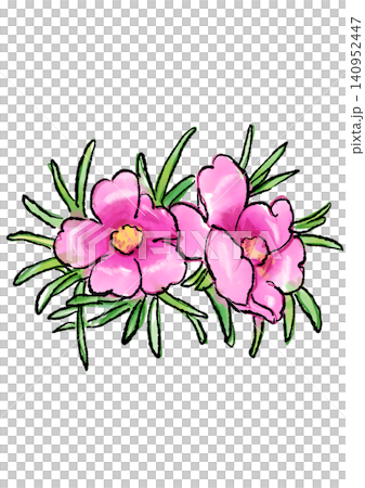 Hand-drawn line art and watercolor illustration of blooming portulaca flowers Hand-drawn line art and watercolor illustration of blooming portulaca flowers 140952447