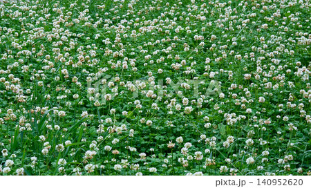 Farming.Forage white clover Trifolium repens with high yield 140952620