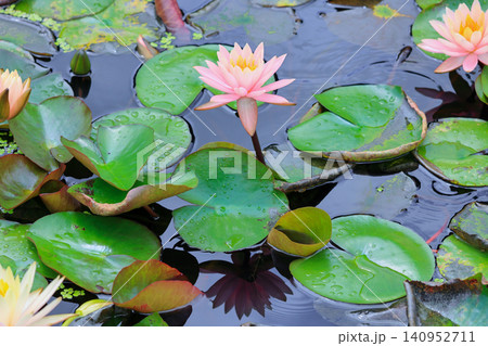 睡蓮 睡蓮 140952711