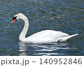 水面を泳ぐ白鳥 コブハクチョウ 140952846