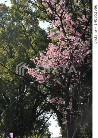 樹幹に咲く満開の桜 樹幹に咲く満開の桜 140952966