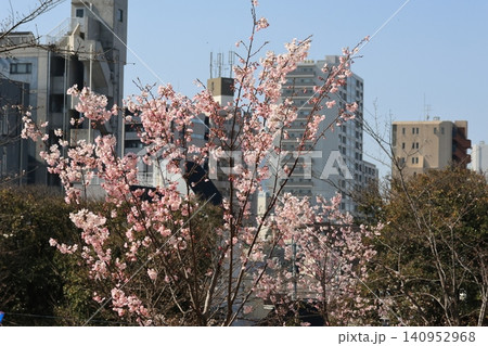 青空と満開の桜 140952968