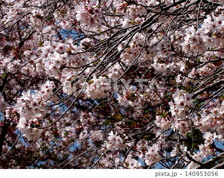 満開の豊田公園の桜(たくさん花をつけたソメイヨシノの枝) 満開の豊田公園の桜(たくさん花をつけたソメイヨシノの枝) 140953056