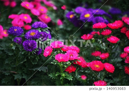アスター 紅赤色と紫色の花 アスター 紅赤色と紫色の花 140953083