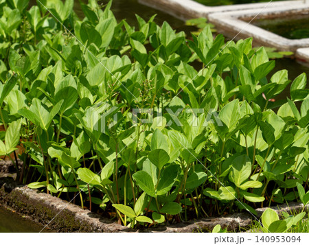 薬用植物 ミツガシワ 薬用植物 ミツガシワ 140953094