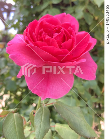 鮮やかなピンクのバラ Vibrant Pink Rose 鮮やかなピンクのバラ Vibrant Pink Rose 140953465