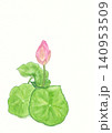 ピンクの蓮の花の手描き水彩イラスト 140953509
