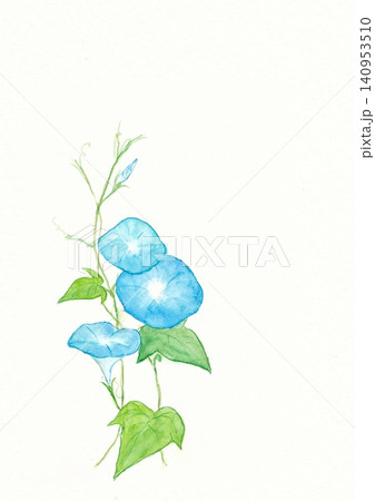 青い朝顔の手描き水彩イラスト 140953510