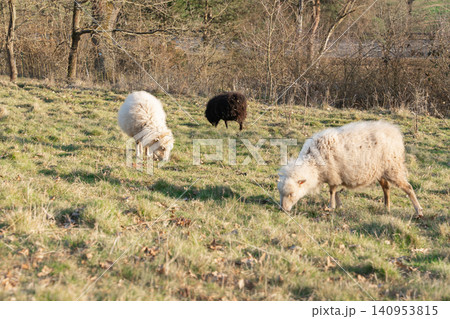 White and black sheep graze on lush green grass under the bright spring sun. The peaceful countryside scene reflects nature, farming, and rural life in harmony. High quality 4k footage White and black sheep graze on lush green grass under the bright spring sun. The peaceful countryside scene reflects nature, farming, and rural life in harmony. High quality 4k footage 140953815