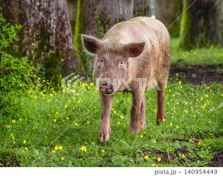 A pig, potentially a wild boar, seen foraging in a field. A pig, potentially a wild boar, seen foraging in a field. 140954449
