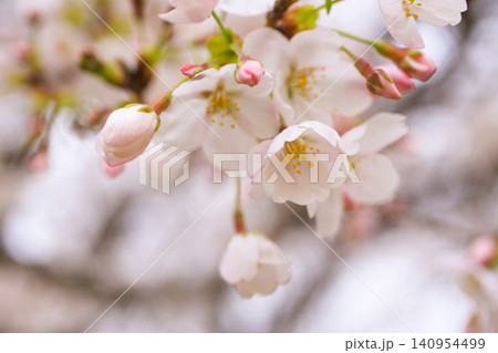 満開の桜 140954499