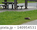 旧中川親水公園の芝生で休むカモと休憩所のベンチ 旧中川親水公園の芝生で休むカモと休憩所のベンチ 140954531