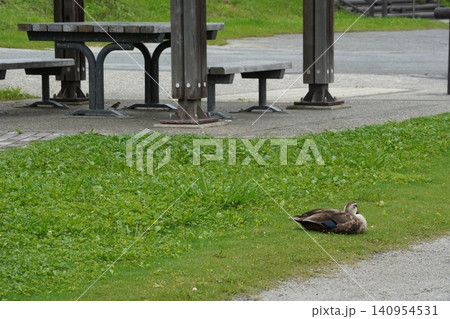 旧中川親水公園の芝生で休むカモと休憩所のベンチ 旧中川親水公園の芝生で休むカモと休憩所のベンチ 140954531
