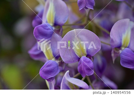 早朝の光の中で満開の紫色の藤の花に巣を張り静止する鮮やかな黄緑色の小さなクモのクローズアップ 早朝の光の中で満開の紫色の藤の花に巣を張り静止する鮮やかな黄緑色の小さなクモのクローズアップ 140954556