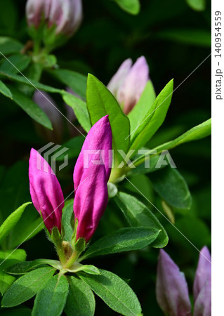 薄曇りの柔らかな朝の光を浴びて開花直前にふっくらと膨らむ鮮やかな紫色のツツジの蕾の縦構図 140954559