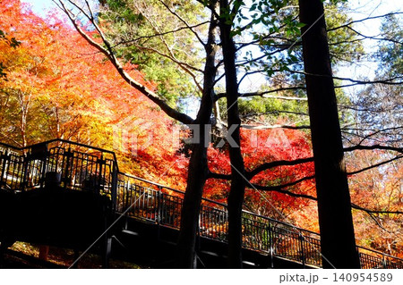 【神奈川県】紅葉に包まれた散策路デッキ 【神奈川県】紅葉に包まれた散策路デッキ 140954589
