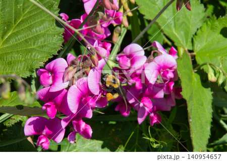 ハチが花の蜜を吸うようす カナダ ハチが花の蜜を吸うようす カナダ 140954657