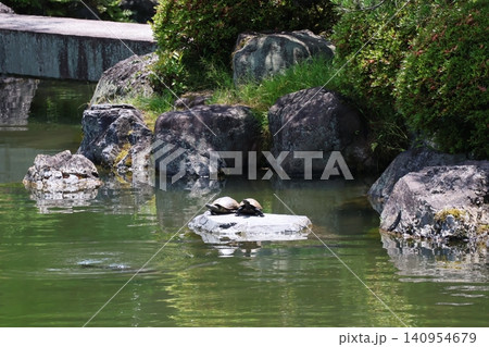 庭園の池の石の上の2匹の亀の風景 140954679