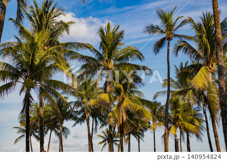 Tropical summer vacation. Exotic nature. Palm tree. Summer vacation in Miami south beach. Palm tree of California. Tropical beach in Miami. Tropical outdoor scene with palm tree. Luxury resort Tropical summer vacation. Exotic nature. Palm tree. Summer vacation in Miami south beach. Palm tree of California. Tropical beach in Miami. Tropical outdoor scene with palm tree. Luxury resort 140954824
