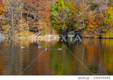Autumn landscape with duck in pond. Fall nature landscape. Beautiful pond in Central Park. Autumn nature duck. Seasonal fall landscape. Park autumn scenic fall. Central park in autumn. Ducks on water Autumn landscape with duck in pond. Fall nature landscape. Beautiful pond in Central Park. Autumn nature duck. Seasonal fall landscape. Park autumn scenic fall. Central park in autumn. Ducks on water 140954848
