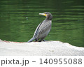 旧中川親水公園の護岸で羽休めをして振り返るカワウ 旧中川親水公園の護岸で羽休めをして振り返るカワウ 140955088