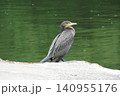 旧中川親水公園の護岸で佇むカワウ 旧中川親水公園の護岸で佇むカワウ 140955176
