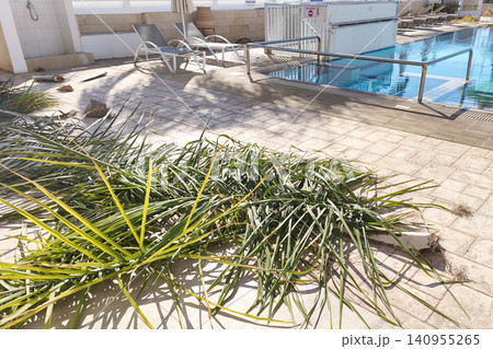 Freshly trimmed palm fronds beside a hotel swimming pool in Protaras, Cyprus. Resort maintenance and landscaping in a Mediterranean vacation destination on a sunny day Freshly trimmed palm fronds beside a hotel swimming pool in Protaras, Cyprus. Resort maintenance and landscaping in a Mediterranean vacation destination on a sunny day 140955265