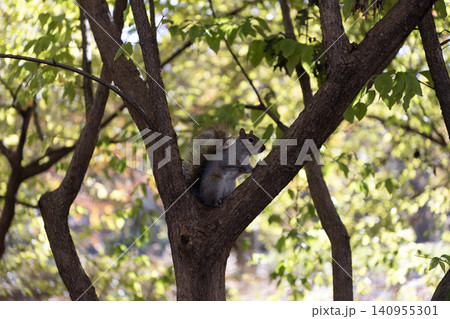 Eastern gray squirrel outdoor. Wild animal in nature. Squirrel on the tree. Rodent animal fauna. Autumn scene with Sciurus rodent animal. Wildlife nature. Gray squirrel in forest. Squirrel population Eastern gray squirrel outdoor. Wild animal in nature. Squirrel on the tree. Rodent animal fauna. Autumn scene with Sciurus rodent animal. Wildlife nature. Gray squirrel in forest. Squirrel population 140955301